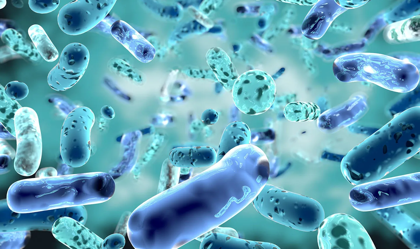 Microscopic view of blue and teal bacteria in a liquid environment, representing Bifidobacterium gut bacteria that were studied by University of Birmingham researchers.