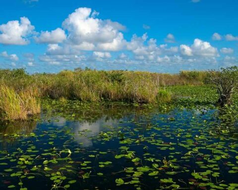 Serene Everglades wetland with lily pads floating on still water under a blue sky with white clouds, representing the fragile ecosystem at the center of the detention facility controversy.