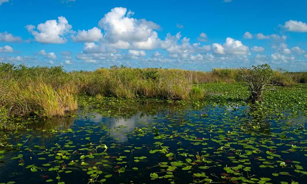 Serene Everglades wetland with lily pads floating on still water under a blue sky with white clouds, representing the fragile ecosystem at the center of the detention facility controversy.