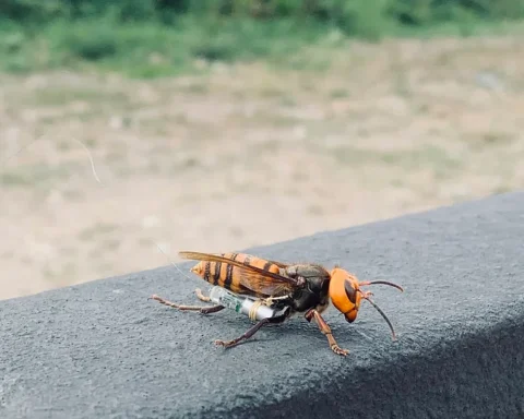 lose-up of an Asian giant hornet with orange/yellow head and striped abdomen resting on a gray concrete surface.