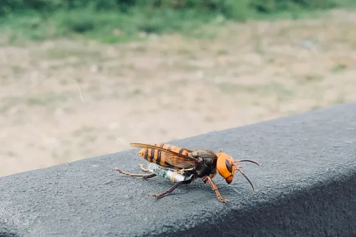 lose-up of an Asian giant hornet with orange/yellow head and striped abdomen resting on a gray concrete surface.