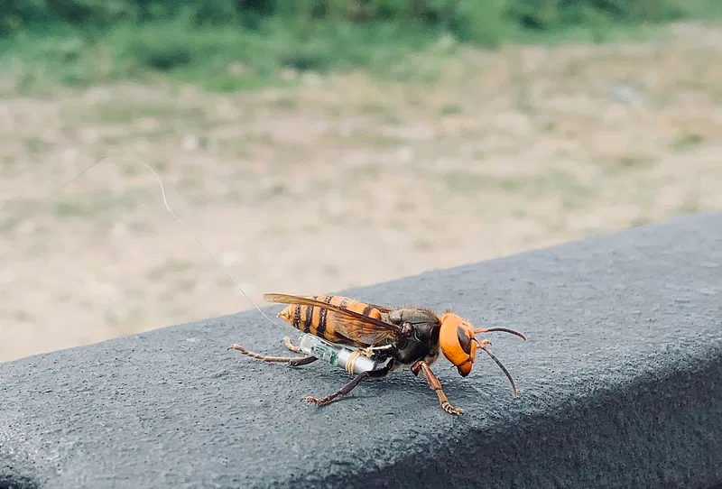 lose-up of an Asian giant hornet with orange/yellow head and striped abdomen resting on a gray concrete surface.