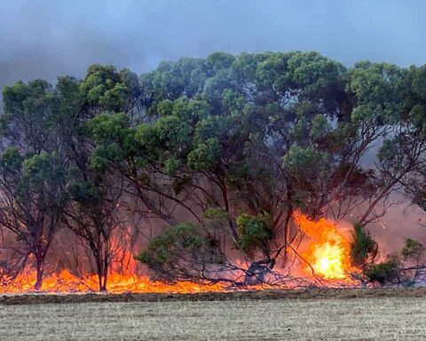 Intense bushfire burning through eucalyptus trees on Kangaroo Island, South Australia, with bright orange flames spreading along the ground and through vegetation during the 2019-2020 fire season.