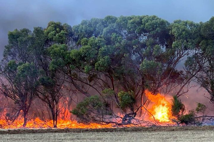 Intense bushfire burning through eucalyptus trees on Kangaroo Island, South Australia, with bright orange flames spreading along the ground and through vegetation during the 2019-2020 fire season.
