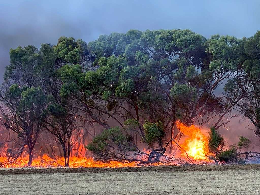 Intense bushfire burning through eucalyptus trees on Kangaroo Island, South Australia, with bright orange flames spreading along the ground and through vegetation during the 2019-2020 fire season.