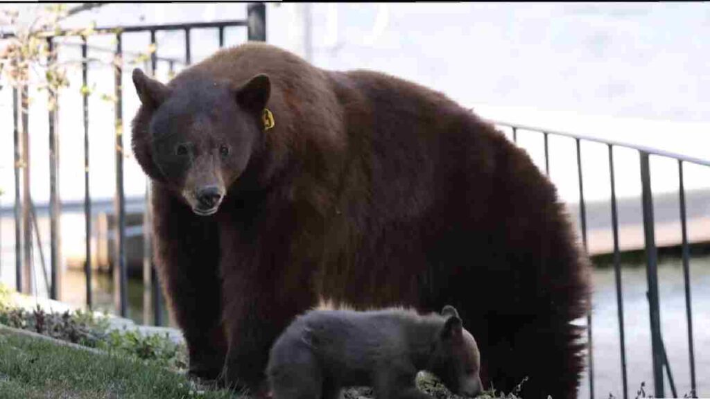 Hope and her cub Bounce move cautiously along a lakeside fence as onlookers rally nearby — a tranquil moment masking the urgency of a community’s fight to keep them alive. (Photo: BEAR League )