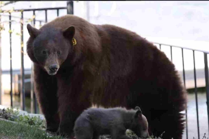 Hope and her cub Bounce move cautiously along a lakeside fence as onlookers rally nearby — a tranquil moment masking the urgency of a community’s fight to keep them alive. (Photo: BEAR League )
