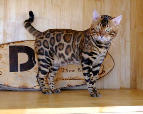 Bengal cat with distinctive spotted and striped coat pattern standing on a wooden floor beside a pet bed