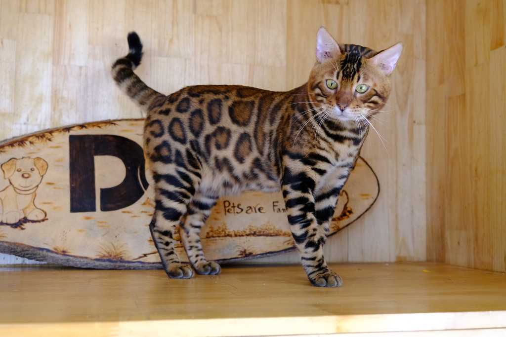 Bengal cat with distinctive spotted and striped coat pattern standing on a wooden floor beside a pet bed