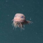A close-up of the bumpy snailfish, a small, pinkish-white fish with a round head and large eyes, floating in the dark water of the deep sea.