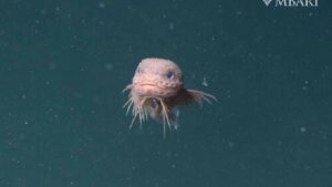 A close-up of the bumpy snailfish, a small, pinkish-white fish with a round head and large eyes, floating in the dark water of the deep sea.