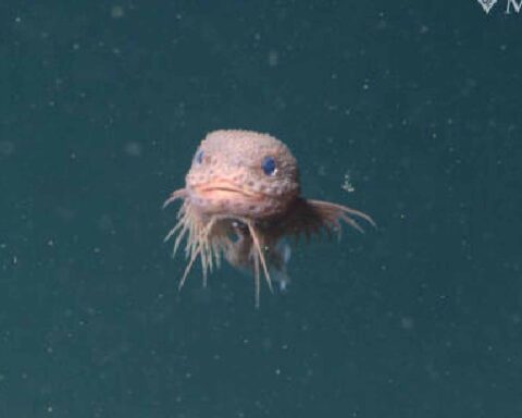 A close-up of the bumpy snailfish, a small, pinkish-white fish with a round head and large eyes, floating in the dark water of the deep sea.