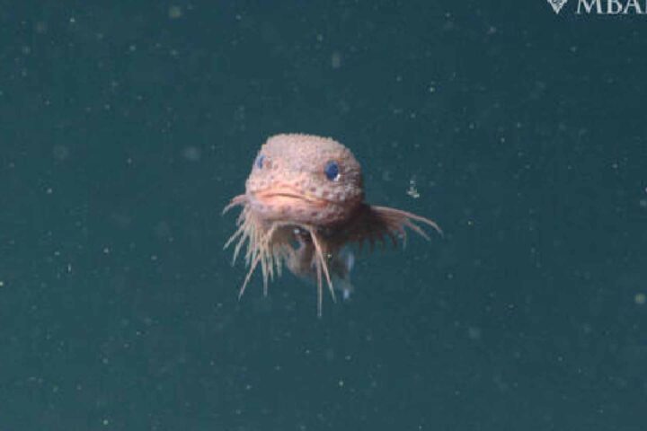 A close-up of the bumpy snailfish, a small, pinkish-white fish with a round head and large eyes, floating in the dark water of the deep sea.
