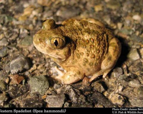 Brown western spadefoot frog with distinctive large golden eyes and bumpy skin sitting on rocky ground