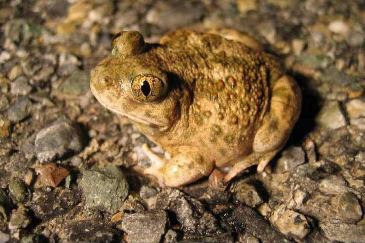 Brown western spadefoot frog with distinctive large golden eyes and bumpy skin sitting on rocky ground