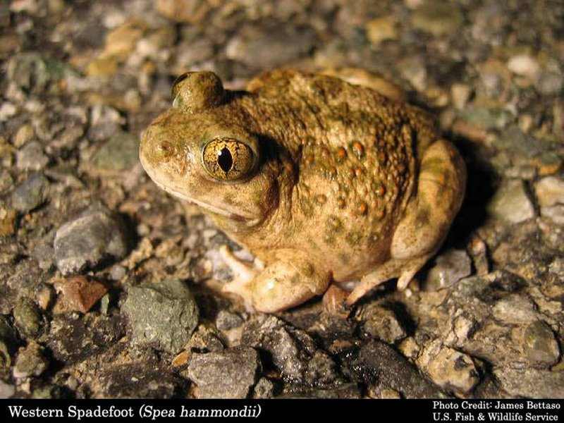 Brown western spadefoot frog with distinctive large golden eyes and bumpy skin sitting on rocky ground