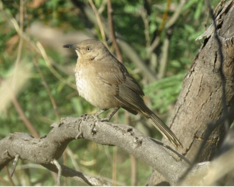 A Bendire's thrasher perched on a branch, displaying its brown plumage, curved bill, and yellow eyes characteristic of these secretive desert songbirds that have lost 90% of their population over the past 50 years.