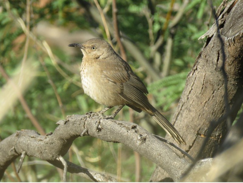 A Bendire's thrasher perched on a branch, displaying its brown plumage, curved bill, and yellow eyes characteristic of these secretive desert songbirds that have lost 90% of their population over the past 50 years.