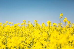 Bright yellow canola flowers blooming in a vast field under clear blue sky, showing the crop that's central to Canada's biofuel industry and trade dispute with China.