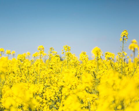 Bright yellow canola flowers blooming in a vast field under clear blue sky, showing the crop that's central to Canada's biofuel industry and trade dispute with China.
