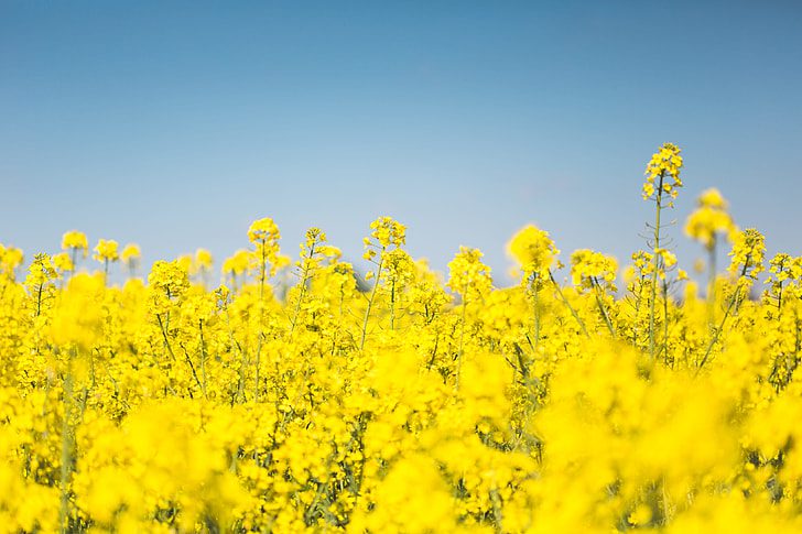 Bright yellow canola flowers blooming in a vast field under clear blue sky, showing the crop that's central to Canada's biofuel industry and trade dispute with China.