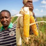African farmer holding harvested corn cobs of varying quality in a corn field, demonstrating the challenges of consistent crop production under changing climate conditions.