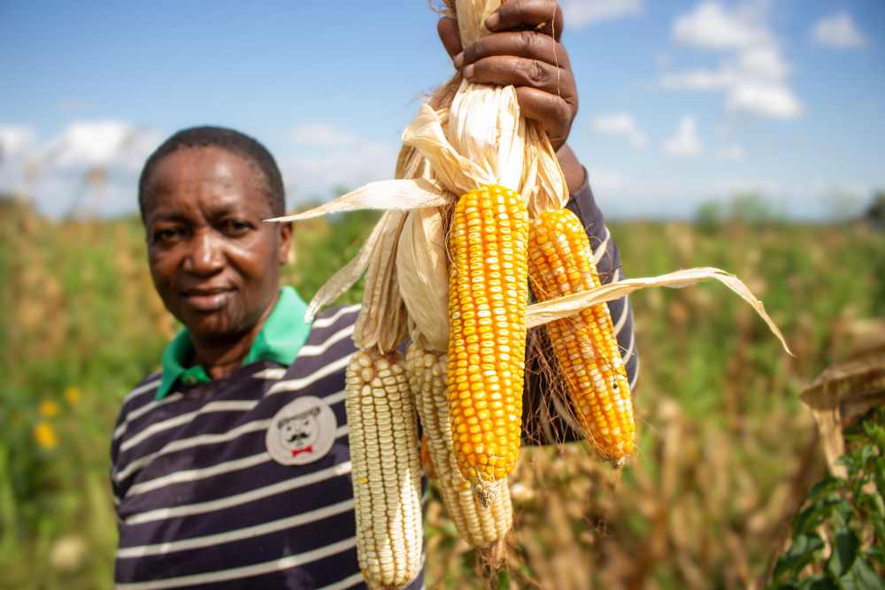 African farmer holding harvested corn cobs of varying quality in a corn field, demonstrating the challenges of consistent crop production under changing climate conditions.