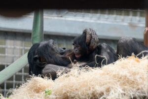 A bonobo mother, Kibibi, gently holding her newborn son in a straw-lined indoor habitat at the Columbus Zoo and Aquarium.