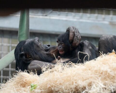 A bonobo mother, Kibibi, gently holding her newborn son in a straw-lined indoor habitat at the Columbus Zoo and Aquarium.