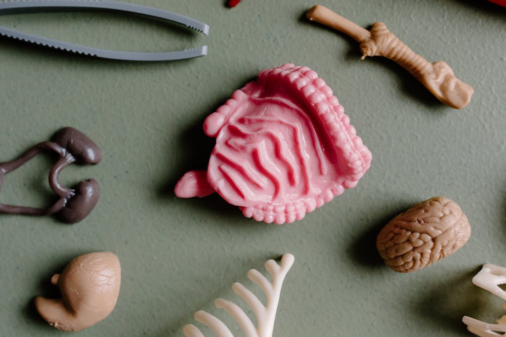 Anatomical models including a pink brain, brown brain, lungs, intestines, and surgical forceps arranged on a light green background.
