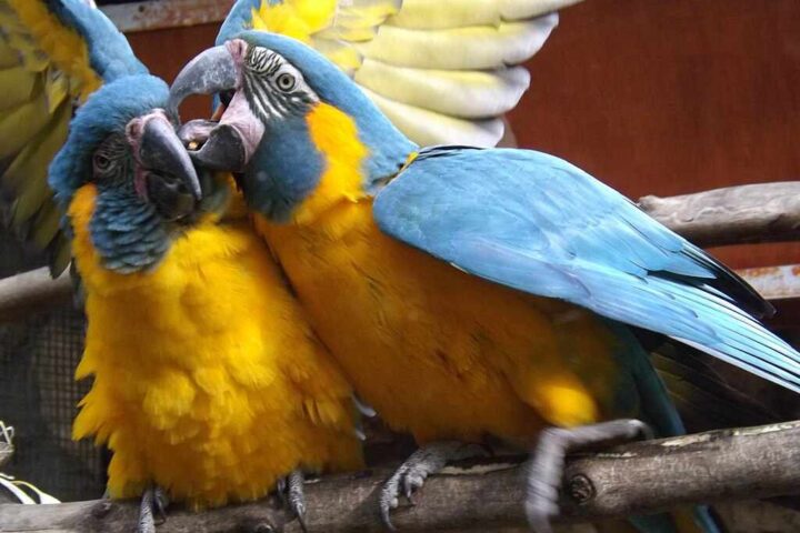 Two blue-throated macaws with bright blue and yellow plumage perched on a branch, showing their distinctive blue throat feathers and social interaction