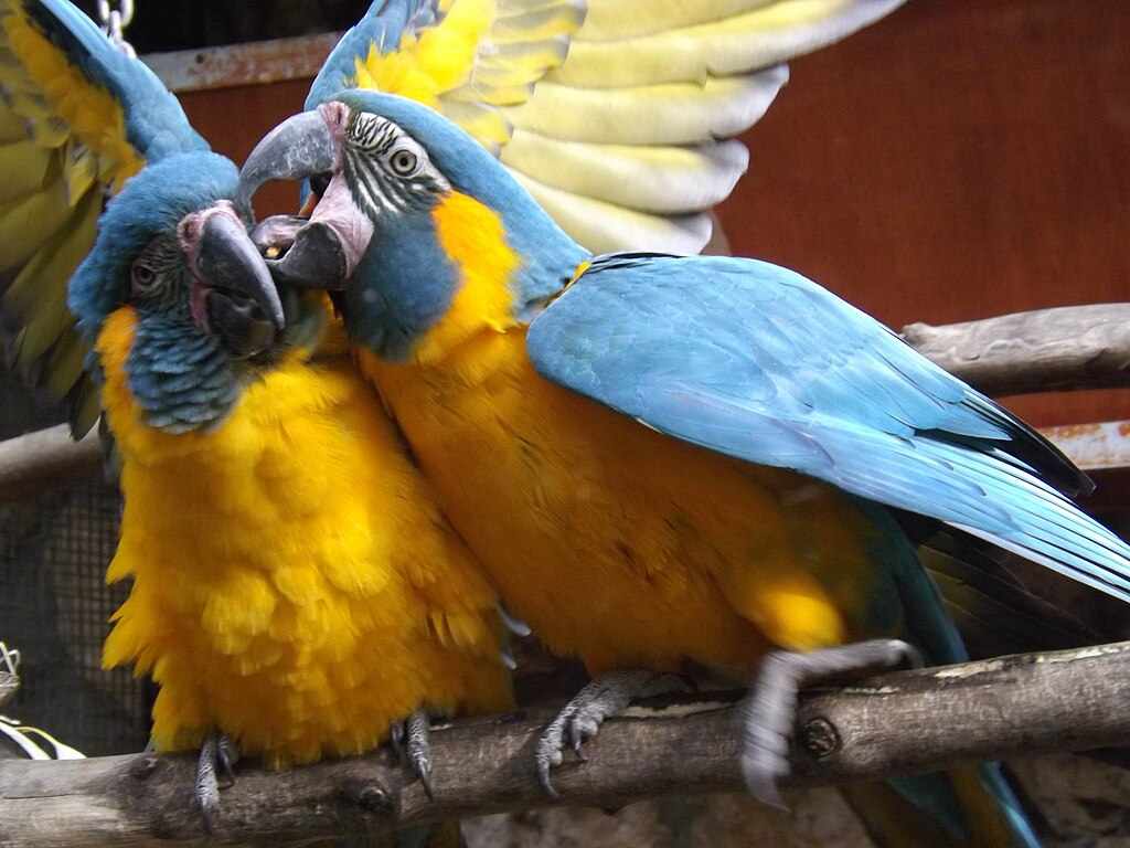 Two blue-throated macaws with bright blue and yellow plumage perched on a branch, showing their distinctive blue throat feathers and social interaction