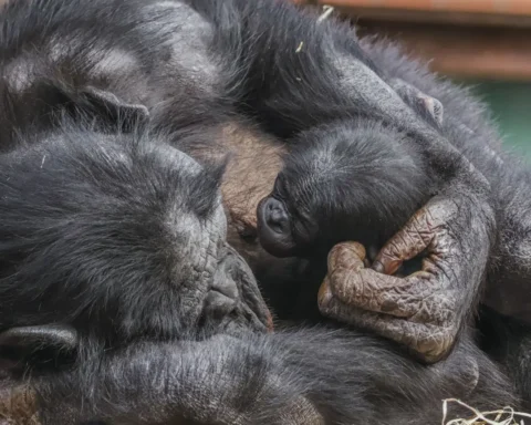 Close-up of a newborn baby bonobo being cradled in its mother Yuli's arms at Twycross Zoo, showing the infant's face and hand grasping the mother's fur.