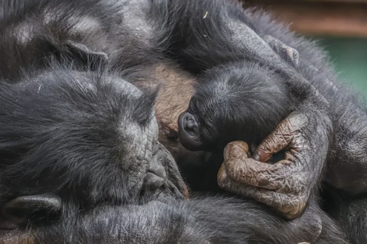 Close-up of a newborn baby bonobo being cradled in its mother Yuli's arms at Twycross Zoo, showing the infant's face and hand grasping the mother's fur.