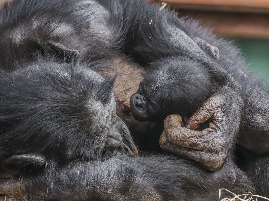 Close-up of a newborn baby bonobo being cradled in its mother Yuli's arms at Twycross Zoo, showing the infant's face and hand grasping the mother's fur.