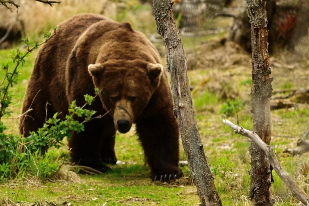 A large brown bear walking through green grass and vegetation in Katmai National Park, showing its powerful build and characteristic hump behind the neck.