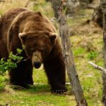 A large brown bear walking through green grass and vegetation in Katmai National Park, showing its powerful build and characteristic hump behind the neck.