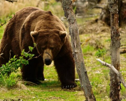 A large brown bear walking through green grass and vegetation in Katmai National Park, showing its powerful build and characteristic hump behind the neck.