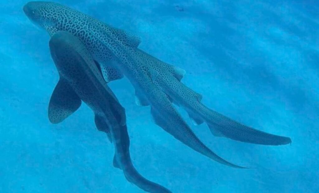 Two leopard sharks swimming in clear blue water, displaying their distinctive spotted pattern bodies and long tails. The sharks are photographed during a rare mating encounter.