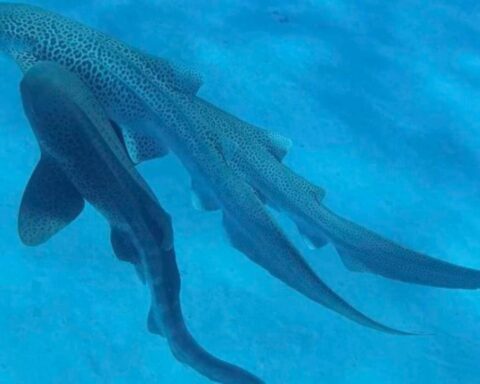 Two leopard sharks swimming in clear blue water, displaying their distinctive spotted pattern bodies and long tails. The sharks are photographed during a rare mating encounter.