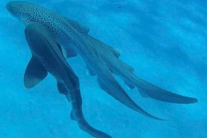 Two leopard sharks swimming in clear blue water, displaying their distinctive spotted pattern bodies and long tails. The sharks are photographed during a rare mating encounter.