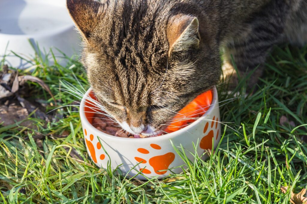 Tabby cat eating from orange paw-print decorated food bowl while sitting in grass outdoors