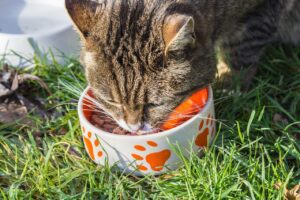 Tabby cat eating from orange paw-print decorated food bowl while sitting in grass outdoors
