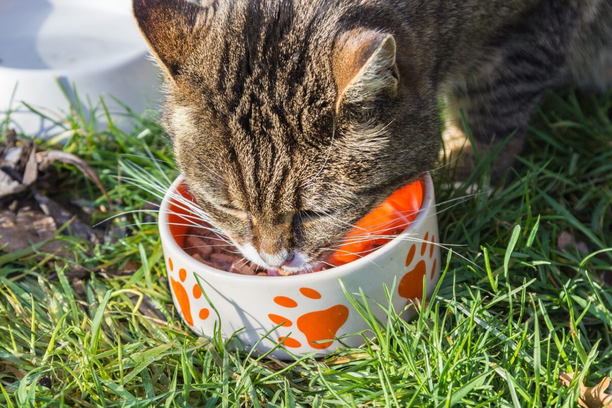 Tabby cat eating from orange paw-print decorated food bowl while sitting in grass outdoors
