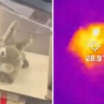 Split image showing a plush toy rabbit in a clear enclosure next to its thermal heat signature displaying 28.9 degrees Celsius used to attract Burmese pythons in Florida.