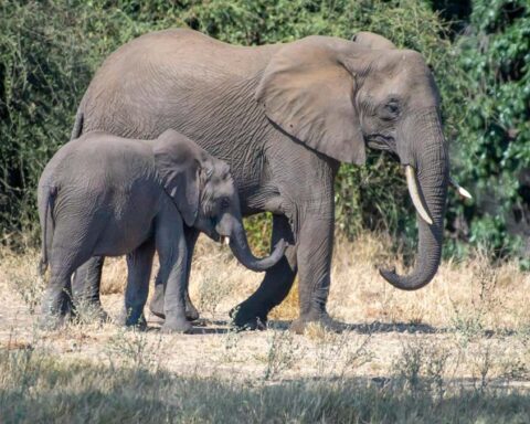 An adult African elephant walking with its baby elephant calf in a grassland area with trees in the background.