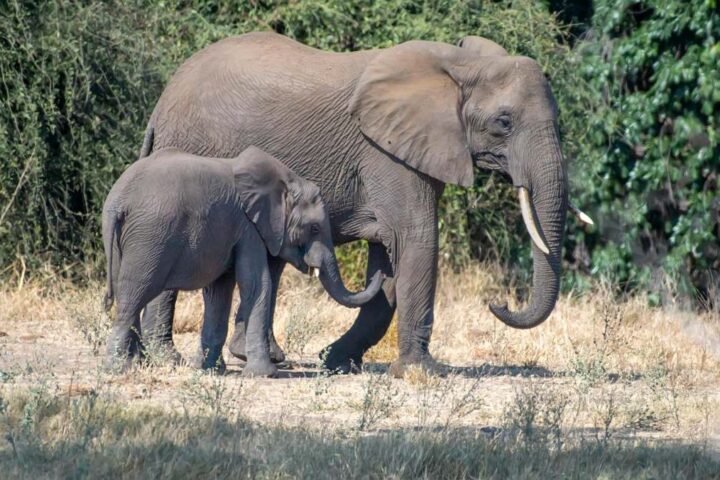 An adult African elephant walking with its baby elephant calf in a grassland area with trees in the background.