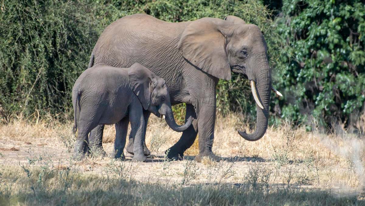 An adult African elephant walking with its baby elephant calf in a grassland area with trees in the background.