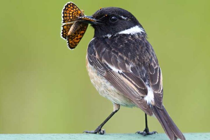 European stonechat bird holding a brightly colored butterfly in its beak against a green blurred background.