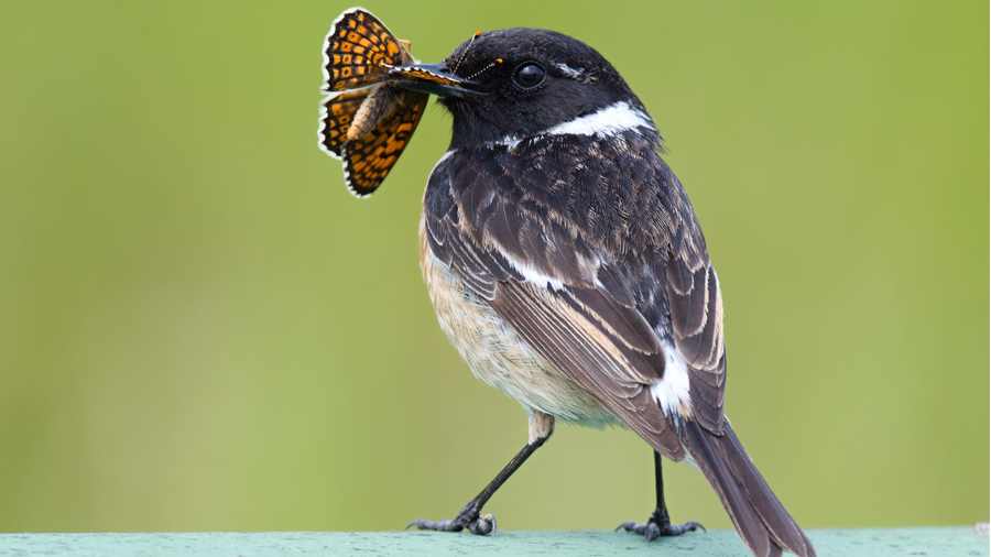 European stonechat bird holding a brightly colored butterfly in its beak against a green blurred background.